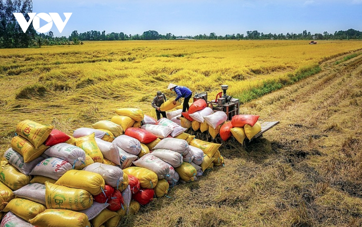 Vietnam seeks to boost rice production and exports, ensure market stability